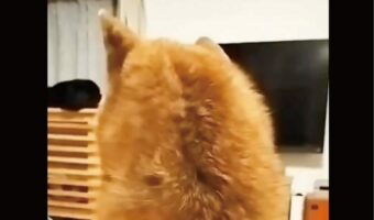 振り向き方の癖が強い!柴犬の振り向く姿が想定外だけどかわいい!!「想像を超えてました」「そっちからかっっ」