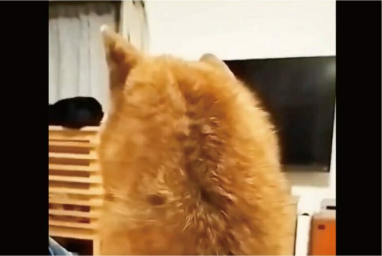 振り向き方の癖が強い！柴犬の振り向く姿が想定外だけどかわいい！！「想像を超えてました」「そっちからかっっ」