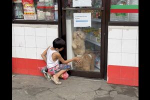 「一緒に遊ぼ！」店内からシーズーたちが窓をカキカキして、外にいる男の子に猛アピール！！【海外・動画】