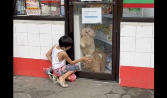 「一緒に遊ぼ！」店内からシーズーたちが窓をカキカキして、外にいる男の子に猛アピール！！【海外・動画】
