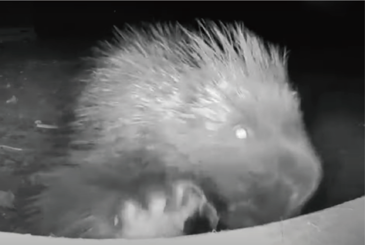 自慢しに来たのかな？カメラの前にやってきたのはヤマアラシ！？