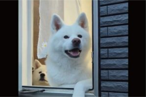 お見送りをする秋田犬。その後ろにいる子が背後霊のようになっている！？「…おわかりいただけただろうか」「背後霊可愛すぎる」