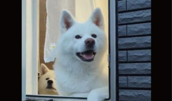 お見送りをする秋田犬。その後ろにいる子が背後霊のようになっている!?「…おわかりいただけただろうか」「背後霊可愛すぎる」