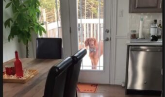 ドアを開けて家に入ってきたアイリッシュセッター。飼い主さんのもとに駆け寄る前に・・、なにか忘れていると気が付いた!!【海外・動画】