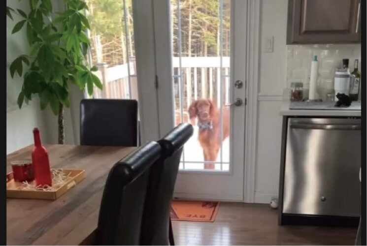 ドアを開けて家に入ってきたアイリッシュセッター。飼い主さんのもとに駆け寄る前に・・、なにか忘れていると気が付いた！！【海外・動画】