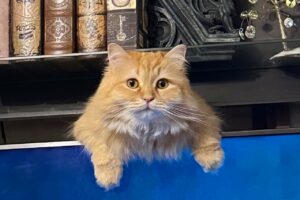 テレビの裏から出てきた猫がいい味出している。「ちょっと嫌いな人がミスしたら送るスタンプ」にちょうどいい写真が話題に