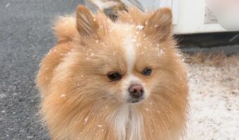【こんなはずじゃなかった】雪の日に「外」に行きたいと切望したはずのポメラニアンがしょんぼり！その反応に「めっちゃテンション下がってる」「後悔した顔してる」