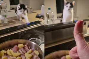 子猫が料理のお手伝い？パネルが気になるようでおててを伸ばしたら・・、ママさんはうれしくてサムズアップ！！【海外・動画】