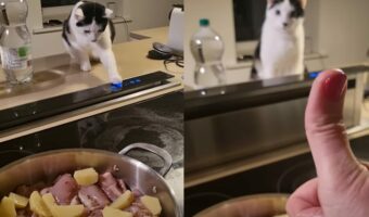 子猫が料理のお手伝い?パネルが気になるようでおててを伸ばしたら・・、ママさんはうれしくてサムズアップ!!【海外・動画】