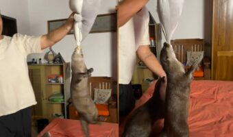 絶対にはなさない！カワウソがくわえたぬいぐるみを飼い主さんが持ち上げたら・・、ぶら下がってグルグル回転！！【海外・動画】