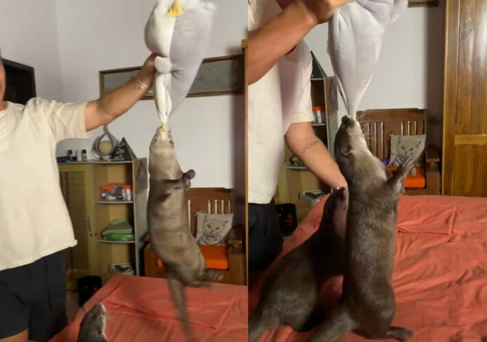 絶対にはなさない！カワウソがくわえたぬいぐるみを飼い主さんが持ち上げたら・・、ぶら下がってグルグル回転！！【海外・動画】