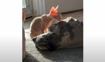 ひなたぼっこ中のグレートデーン。スフィンクスキャットの子猫にグルーミングもしてもらっていい夢を見ていそう!!【アメリカ・動画】