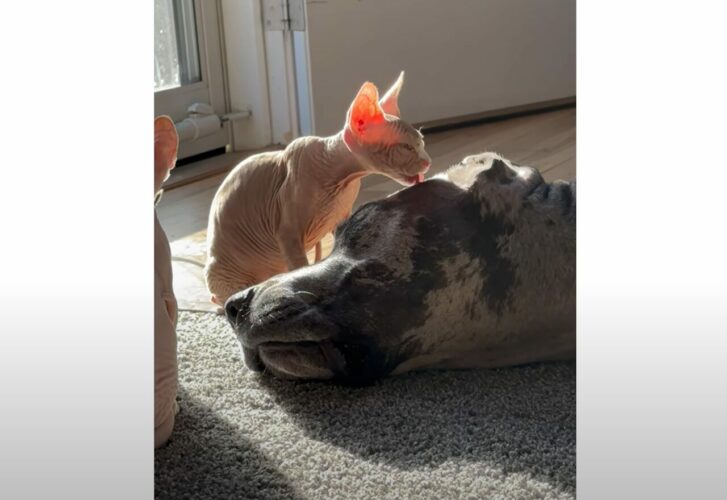 ひなたぼっこ中のグレートデーン。スフィンクスキャットの子猫にグルーミングもしてもらっていい夢を見ていそう！！【アメリカ・動画】