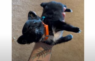 寝ている姿も寝ている場所もかわいすぎる！子犬が飼い主さんの掌でスヤスヤ【アメリカ・動画】