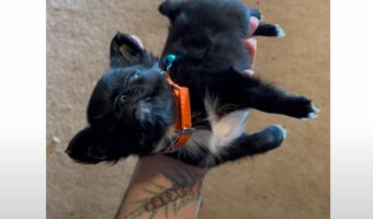 寝ている姿も寝ている場所もかわいすぎる！子犬が飼い主さんの掌でスヤスヤ【アメリカ・動画】