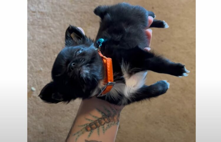 寝ている姿も寝ている場所もかわいすぎる！子犬が飼い主さんの掌でスヤスヤ【アメリカ・動画】