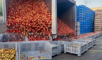 トレーラーから荷下ろしされるリンゴ。大量のリンゴがどんどん運搬されていく様子に驚き!!【海外・動画】