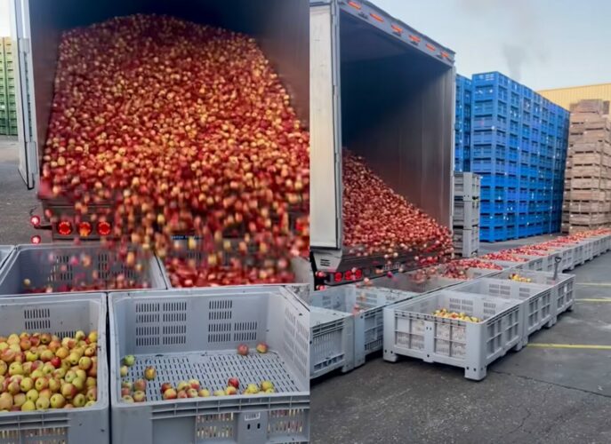 トレーラーから荷下ろしされるリンゴ。大量のリンゴがどんどん運搬されていく様子に驚き！！【海外・動画】