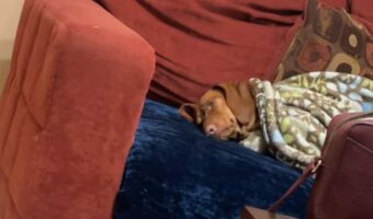 お昼寝の準備をするダックスフンド。ソファで横になるとブランケットにくるまって・・今すぐにでも寝られそう！！【海外・動画】