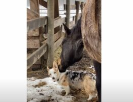 コーギーは馬にとって世界で一番のお友達！熱心にグルーミングするのは大好きを伝えたいから？【海外・動画】