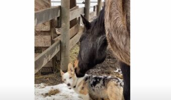 コーギーは馬にとって世界で一番のお友達!熱心にグルーミングするのは大好きを伝えたいから?【海外・動画】