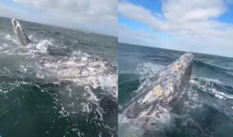クジラが船に並走!?感動の光景に歓声もあがります!!【海外・動画】