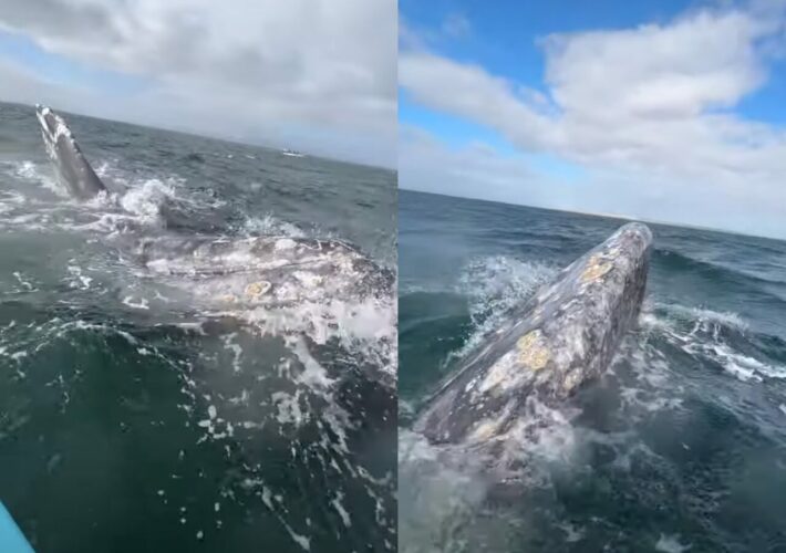 クジラが船に並走！？感動の光景に歓声もあがります！！【海外・動画】