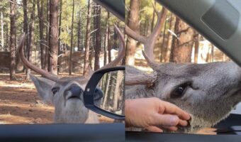 野生動物とは思えない人懐っこさ！シカが車に近寄ってくると・・なでてアピールしてきた！！【アメリカ・動画】