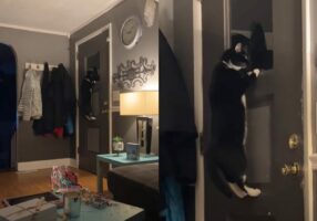 誰か来ないか見張っている？ドアにのぼった猫が窓からじ～～っと外を見つめてる！！【アメリカ・動画】