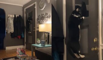 誰か来ないか見張っている?ドアにのぼった猫が窓からじ~~っと外を見つめてる!!【アメリカ・動画】