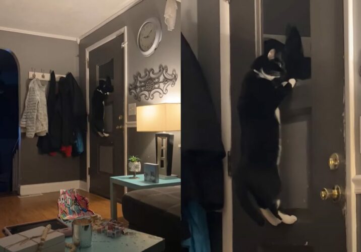 誰か来ないか見張っている？ドアにのぼった猫が窓からじ～～っと外を見つめてる！！【アメリカ・動画】