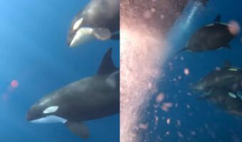 船のすぐそばを泳ぐシャチたち。海中には一緒にいる子供の姿も!!【アメリカ・動画】