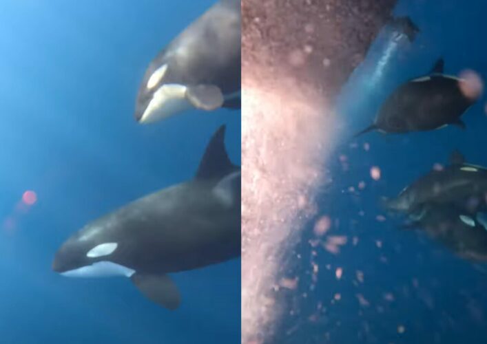 船のすぐそばを泳ぐシャチたち。海中には一緒にいる子供の姿も！！【アメリカ・動画】