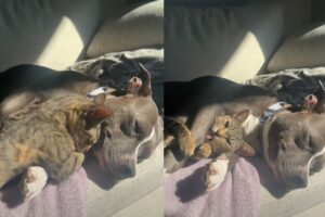 一緒にぬくぬくひなたぼっこをするピットブルと猫。ピットブルに腕枕やだっこしてもらう猫の姿にほっこり【アメリカ・動画】