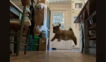 ママさんの後ろを追いかけるヤギの赤ちゃん。ぴょんぴょん跳ねてかわいいねえ~【アメリカ・動画】