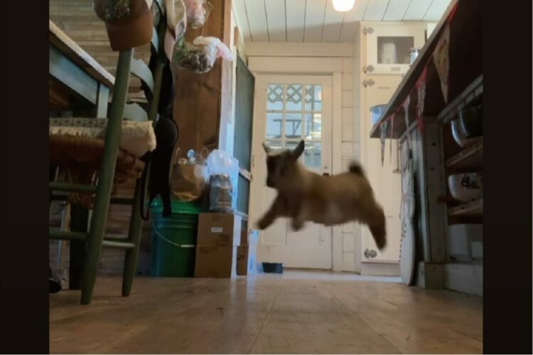 ママさんの後ろを追いかけるヤギの赤ちゃん。ぴょんぴょん跳ねてかわいいねえ～【アメリカ・動画】