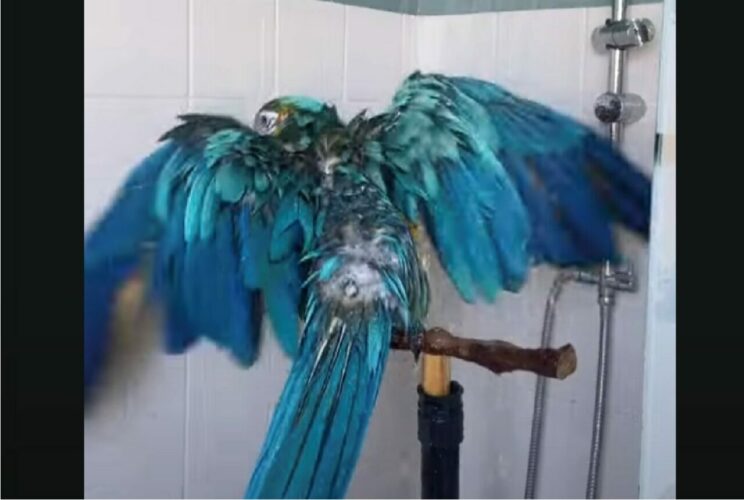 鼻歌もこぼれるリラックスタイム？オウムのご機嫌なオウムのシャワータイム！！【海外・動画】
