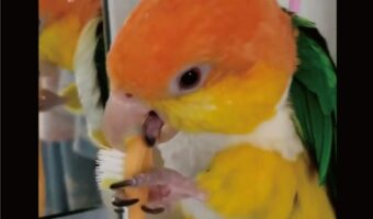 歯ブラシで器用にクチバシみがきをするシロハラインコ。飼い主さんの歯ブラシを使うかわいい姿に「パパさんの事好きなから選んだのかも」「パパの歯ブラシを使ってみたかったんだな」