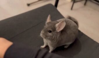 かまってほしいチンチラ。その時の動きが犬っぽい！？「なんですかこのかわいい動き」「ポップコーンジャンプしてますね」