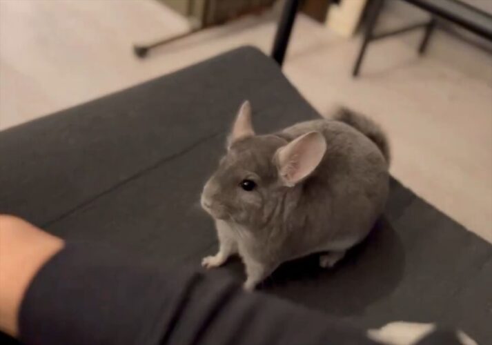 かまってほしいチンチラ。その時の動きが犬っぽい！？「なんですかこのかわいい動き」「ポップコーンジャンプしてますね」