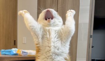 猫が熊を倒す練習をしている！？後ろ足で立つその姿が話題に！「お口かわいい～！」「今だったら、どんな熊よりも、強い気がします」