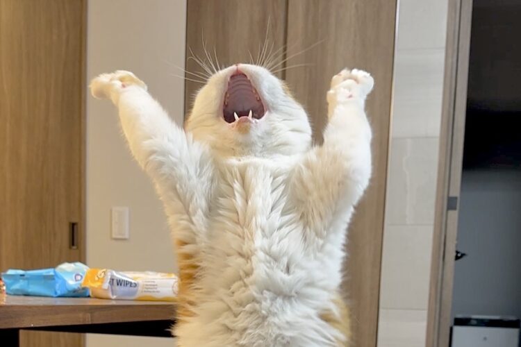 猫が熊を倒す練習をしている！？後ろ足で立つその姿が話題に！「お口かわいい～！」「今だったら、どんな熊よりも、強い気がします」