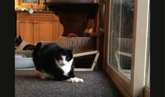オモチャに飛びかかった猫。勢いがよすぎた結果・・猫がビックリする展開に!?【海外・動画】