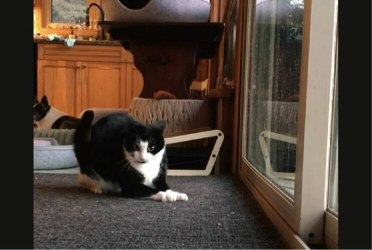 オモチャに飛びかかった猫。勢いがよすぎた結果・・猫がビックリする展開に！？【海外・動画】