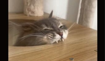 キャットタワーにかぶりつく猫が話題に！「美味しそうに食べてる」「延々見ていられるやつにゃ」