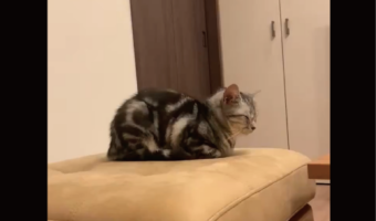 猫が『ごめん寝』をする貴重な瞬間を激写！「かわいすぎる」「自分から行ってたんですね」