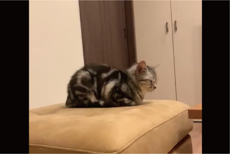 猫が『ごめん寝』をする貴重な瞬間を激写！「かわいすぎる」「自分から行ってたんですね」