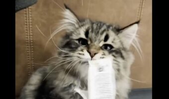 猫が紙を眼前に差し出された時のリアクションがかわいすぎる!ピロピロ動く紙に反応してぺしぺし!「おててがかわいすぎる」