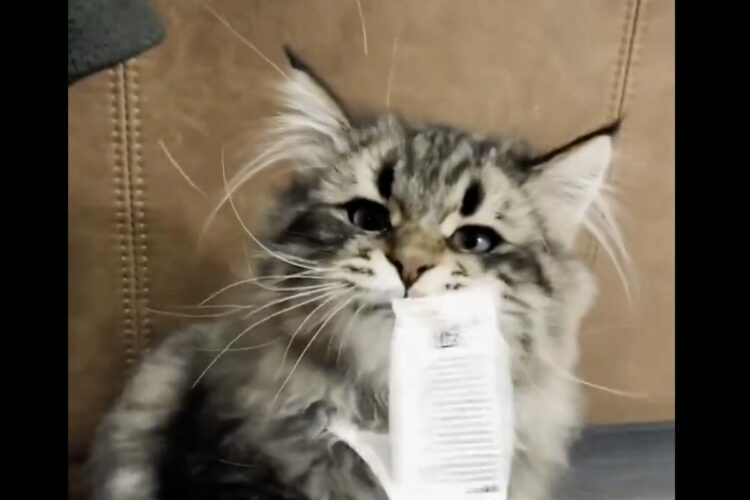 猫が紙を眼前に差し出された時のリアクションがかわいすぎる！ピロピロ動く紙に反応してぺしぺし！「おててがかわいすぎる」