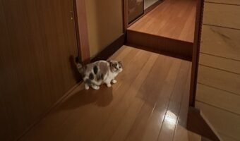 リノベーションを相談するために家の中の写真を撮ってると・・、逐一写り込んでくる猫がかわいすぎる!
